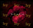 its all lies darling.webp